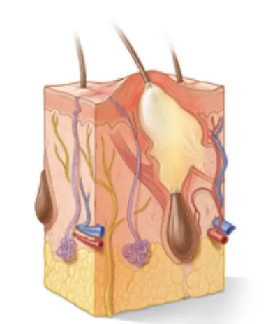 Skin anatomy with hair follicle
